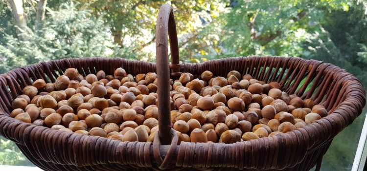 a basket of hazelnuts that i gathered from the forest