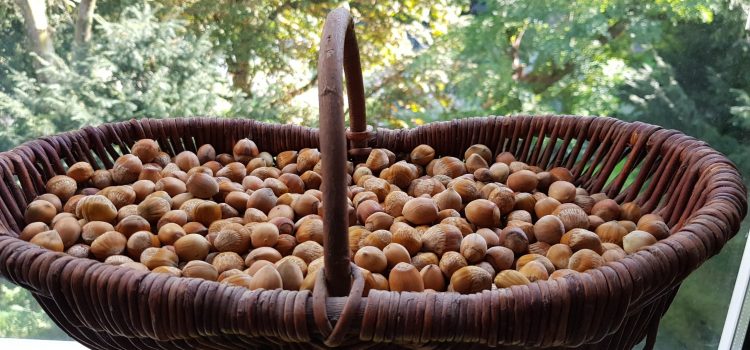 Walnuts and Hazelnuts: 10 million Squirrels Can’t Be Wrong a basket of hazelnuts that i gathered from the forest